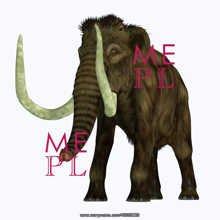 : Woolly mammoth, front view on white background : Woolly mammoth, front view on white background