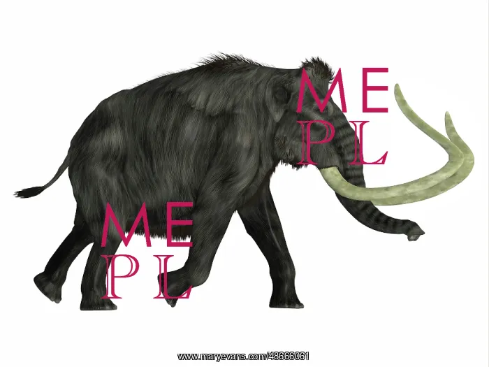 : Woolly mammoth walking, side view on white background : Woolly mammoth walking, side view on white background