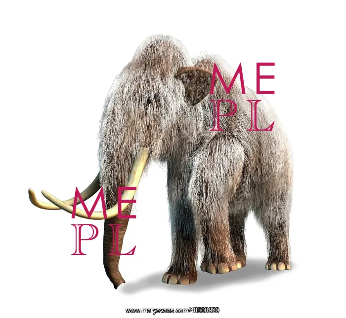 : Woolly Mammoth, white background : Woolly Mammoth, white background