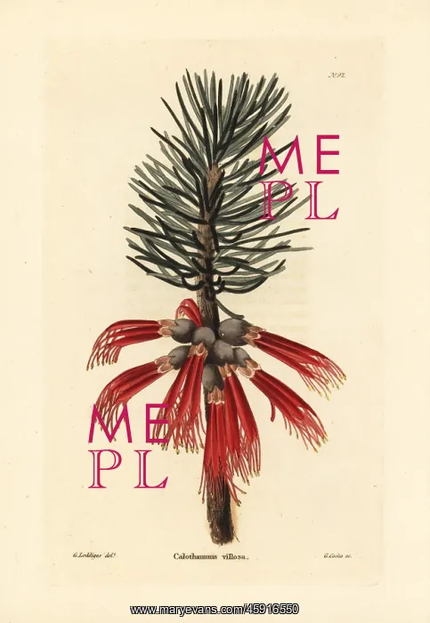 : Woolly net-bush, Calothamnus villosus : Woolly net-bush, Calothamnus villosus