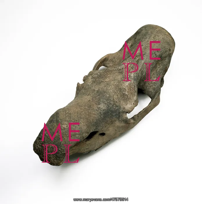 : Woolly rhinoceros skull : Woolly rhinoceros skull