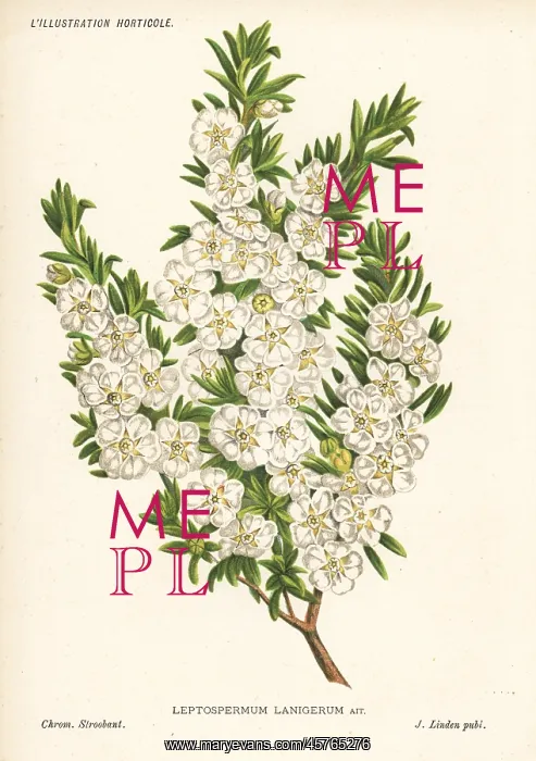 : Woolly tea-tree, Leptospermum lanigerum : Woolly tea-tree, Leptospermum lanigerum