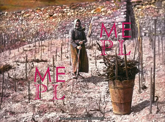 : Work in the vineyard : Work in the vineyard