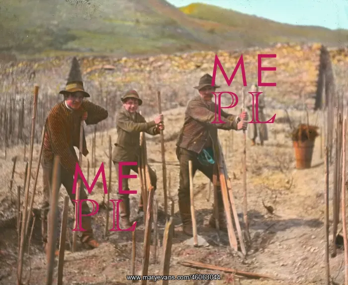 : Work in the vineyard : Work in the vineyard