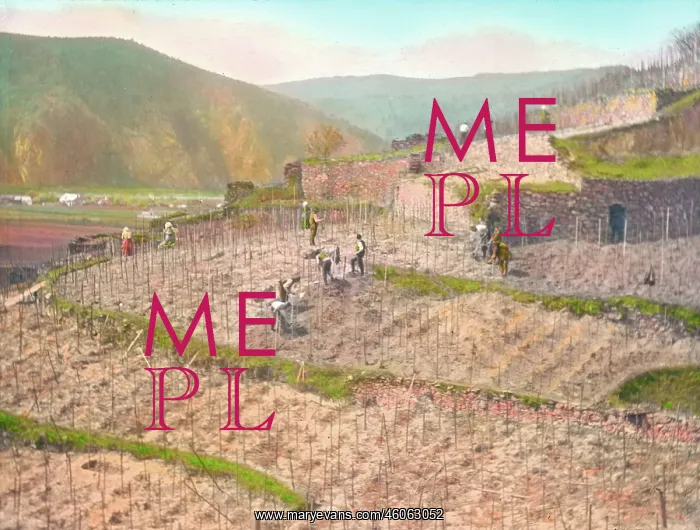 : Work in the vineyard : Work in the vineyard