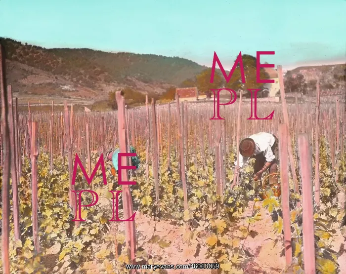 : Work in the vineyard : Work in the vineyard