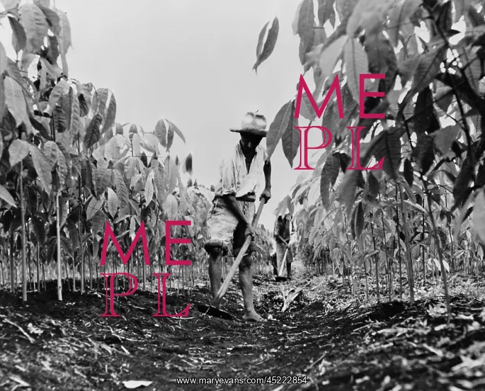 : Worker removing weeds with a hoe on a rubber ? : Worker removing weeds with a hoe on a rubber ?