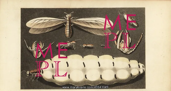 : Worker, soldier and queen termites, Macrotermes bellicosus : Worker, soldier and queen termites, Macrotermes bellicosus