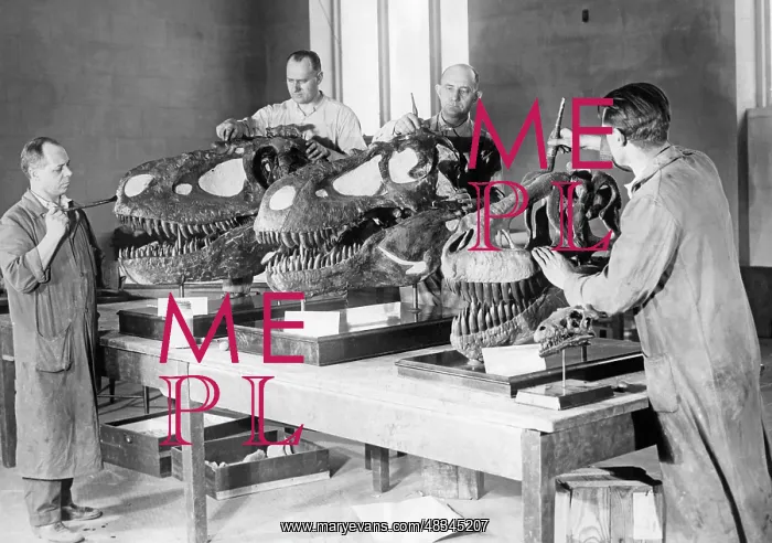 : Workers brush dinosaur skulls, 1926 : Workers brush dinosaur skulls, 1926