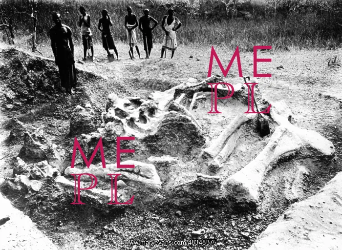 : Workers find dinosaur bones, 1908 : Workers find dinosaur bones, 1908