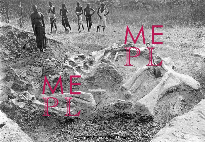 : Workers find dinosaur skeleton, 1908 : Workers find dinosaur skeleton, 1908