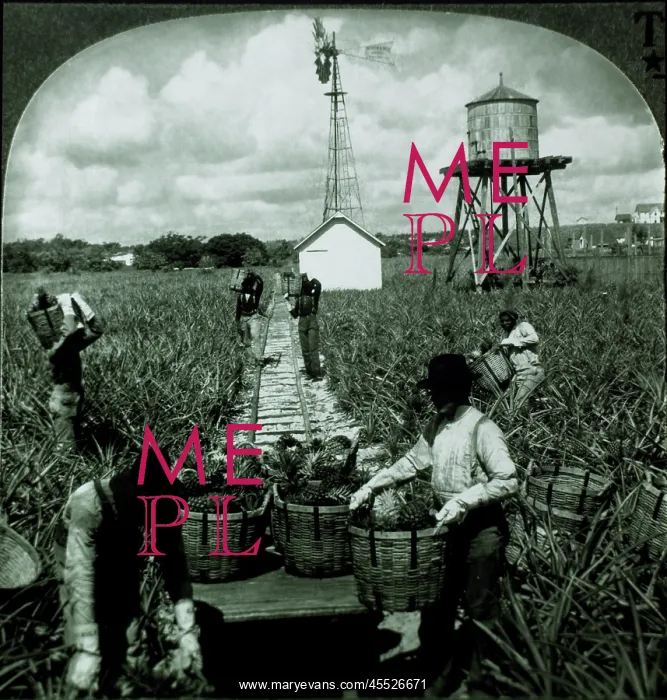 : Workers Harvesting Pineapples, Florida, USA : Workers Harvesting Pineapples, Florida, USA