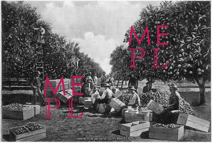 : Workers - Oranges - Occupations - Agriculture : Workers - Oranges - Occupations - Agriculture