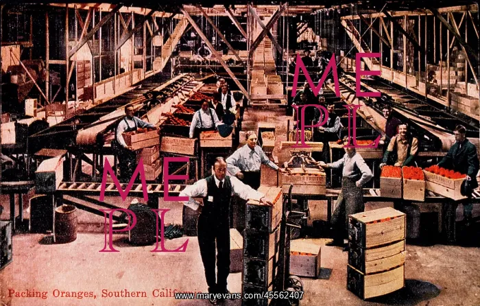 : Workers Packing Oranges, USA : Workers Packing Oranges, USA