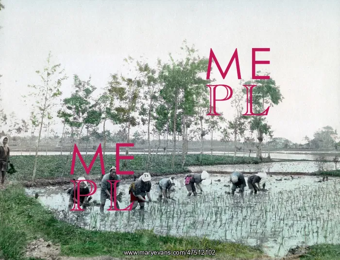  : Workers in a paddy field