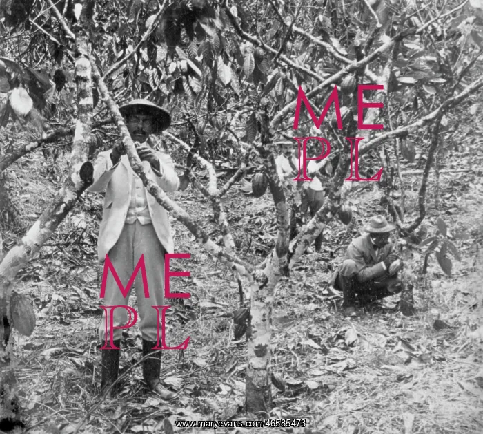 : Two workers picking cocoa pods, Jamaica : Two workers picking cocoa pods, Jamaica