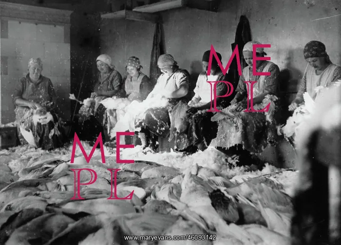 : The workers pluck the feathers from : The workers pluck the feathers from
