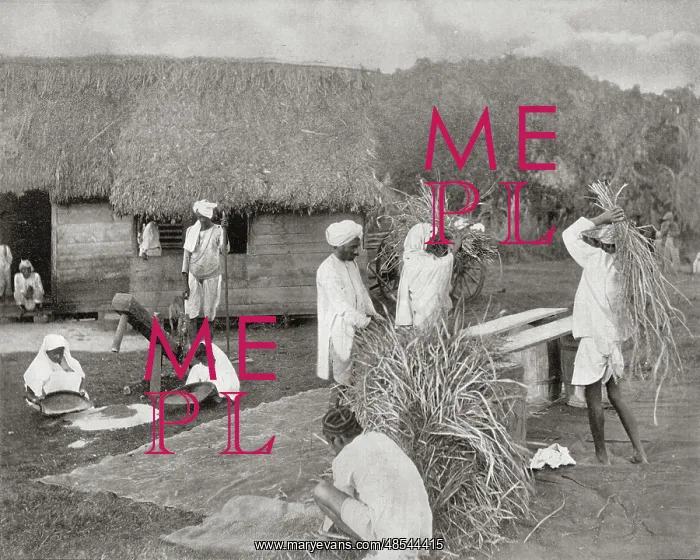  : Workers Preparing Rice in Jamaica