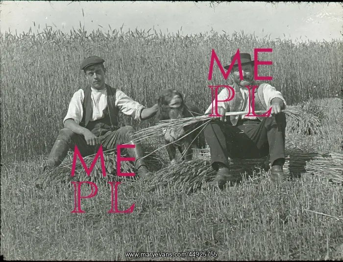 : Workers sitting in wheat field : Workers sitting in wheat field