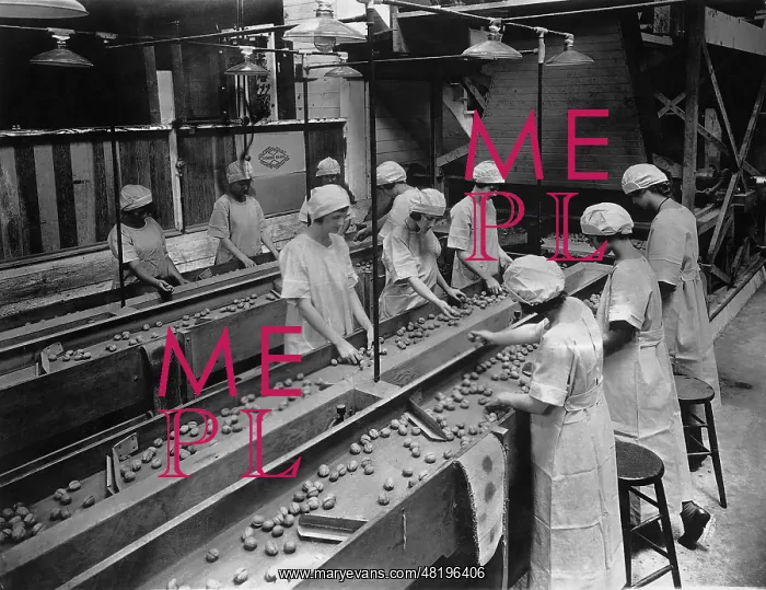: Workers while sorting walnuts, 1926 : Workers while sorting walnuts, 1926