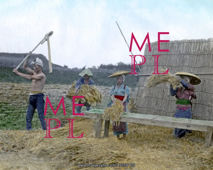 : Workers threshing grain, Japan : Workers threshing grain, Japan