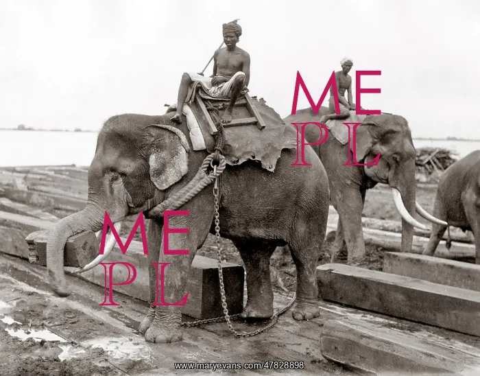 : Working elephant, timber yard, Burma, India, c.1880's : Working elephant, timber yard, Burma, India, c.1880's
