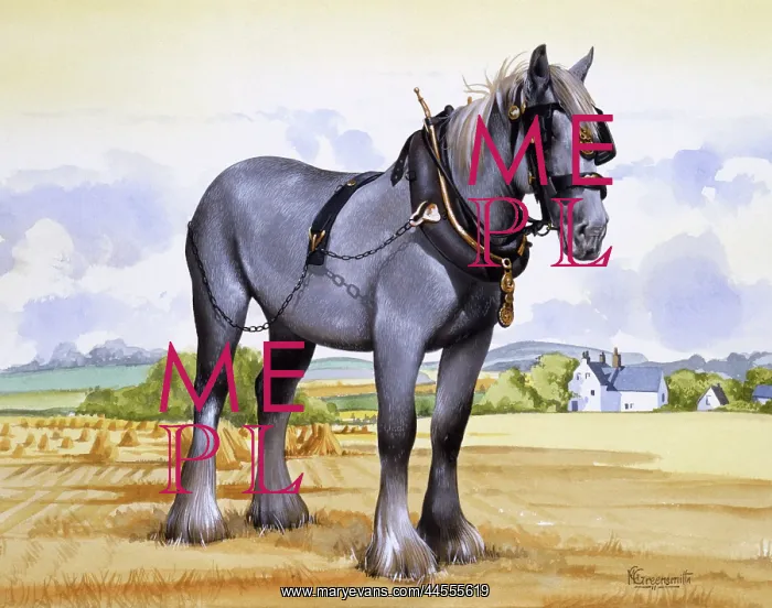 : A working heavy horse : A working heavy horse