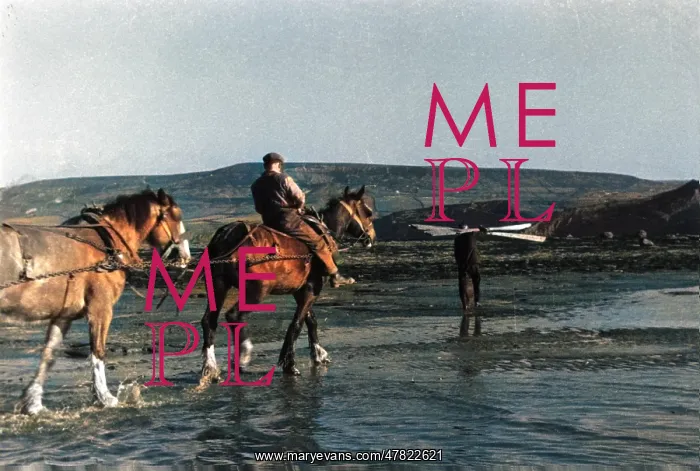 : Working Horses on Beach pulling boat back in : Working Horses on Beach pulling boat back in