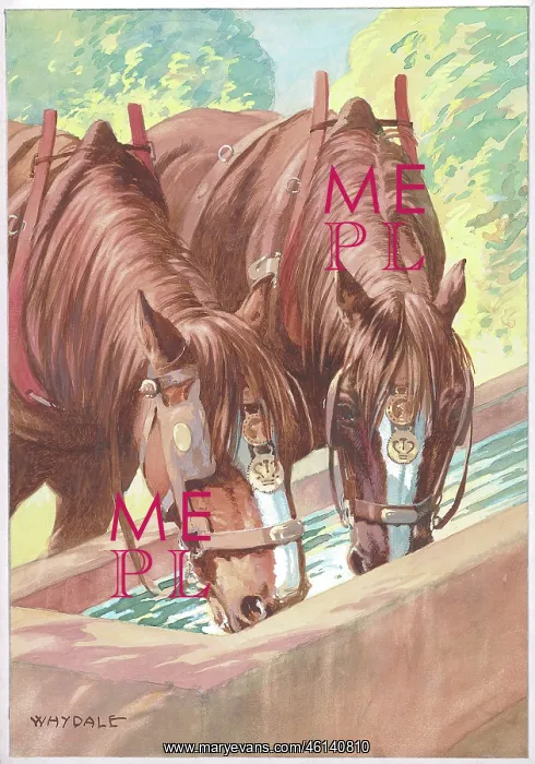 : Working horses having a drink : Working horses having a drink