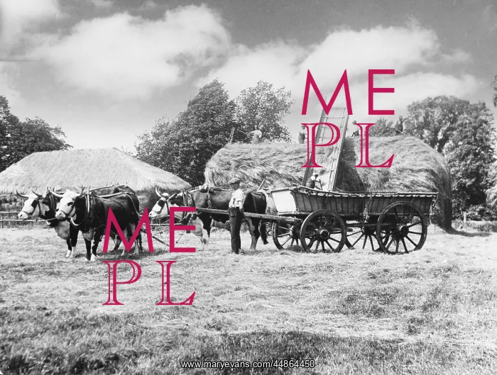 : WORKING OXEN ON FARM : WORKING OXEN ON FARM