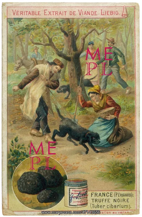  : Working truffle hunting dogs