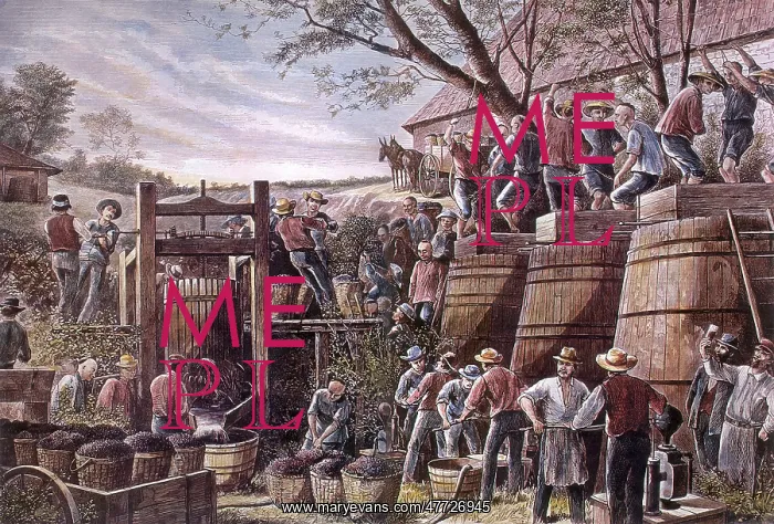 : Working Vineyard : Working Vineyard