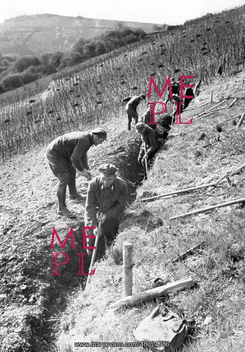 : Working volunteers trenching, around the 1930s : Working volunteers trenching, around the 1930s