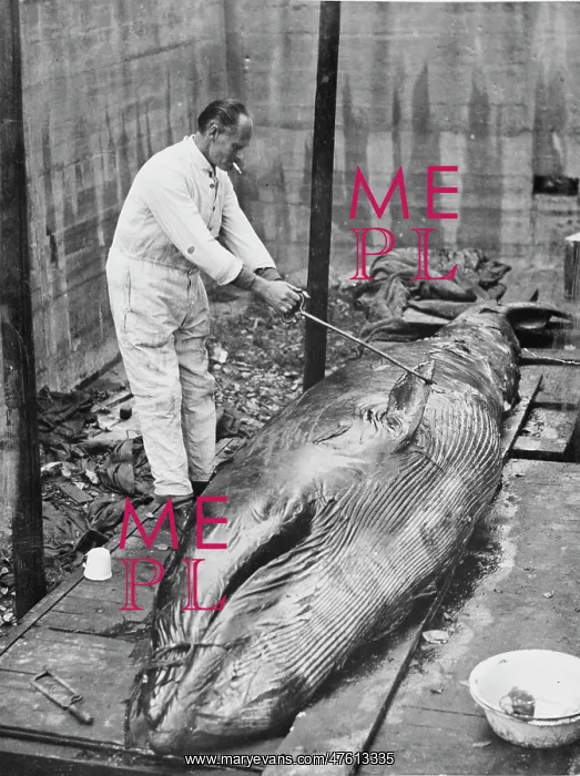: Working on whale carcass, 1930s : Working on whale carcass, 1930s