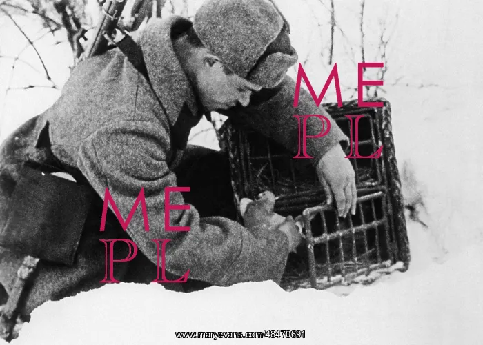 : World War II : World War II