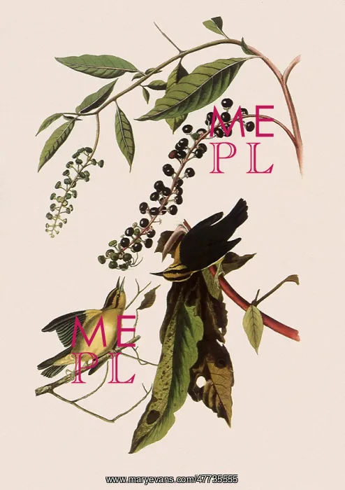 : Worm-eating Warblers, Helmitheros vermivorus : Worm-eating Warblers, Helmitheros vermivorus