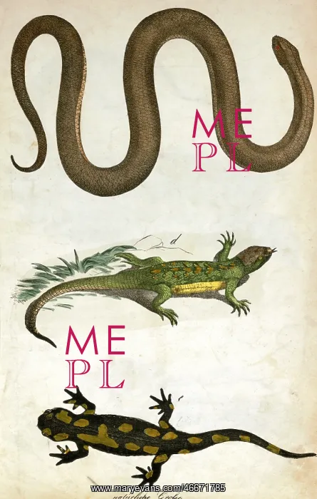 : Worm, lizard and salamander : Worm, lizard and salamander