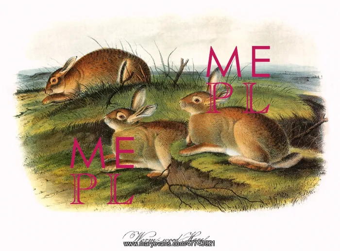  : Worm-wood Hares