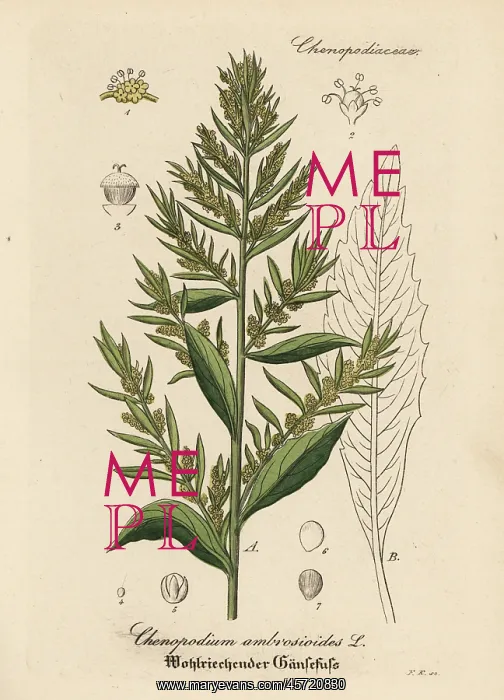: Wormseed, Dysphania ambrosioides : Wormseed, Dysphania ambrosioides