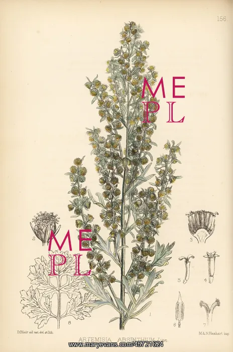 : Wormwood or absinthe, Artemisia absinthium : Wormwood or absinthe, Artemisia absinthium