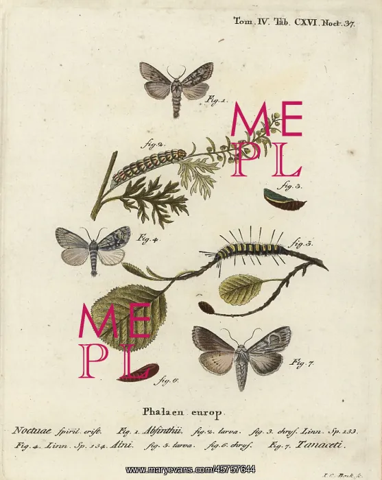: Wormwood moth, alder moth and Cucullia tanaceti : Wormwood moth, alder moth and Cucullia tanaceti