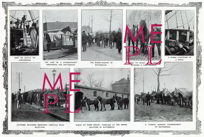 : Where Worn-Out Horses Went 1909 : Where Worn-Out Horses Went 1909