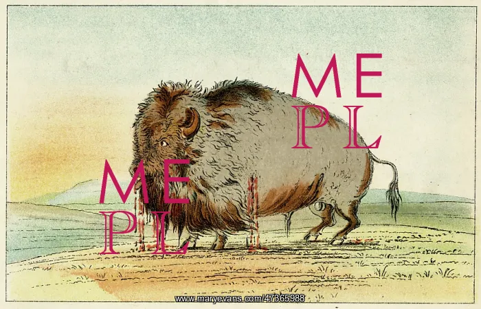 : Wounded Buffalo - circa 1830 : Wounded Buffalo - circa 1830