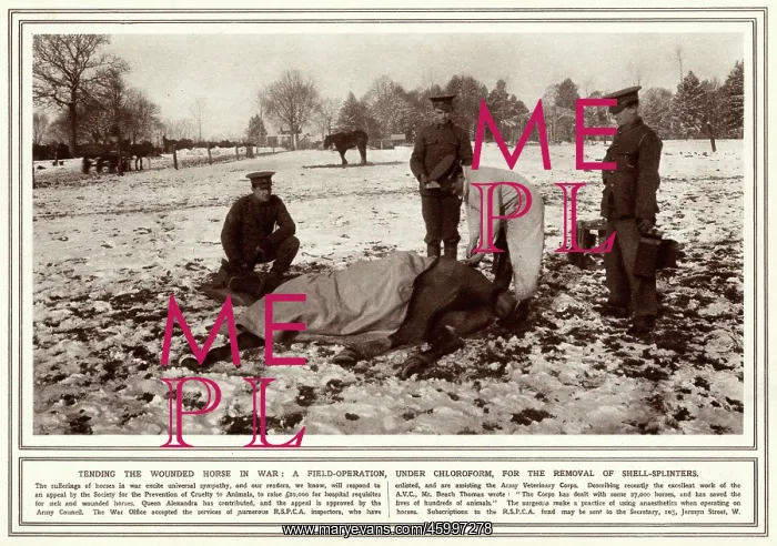 : Wounded horse, field-operation, under chloroform 1914 : Wounded horse, field-operation, under chloroform 1914