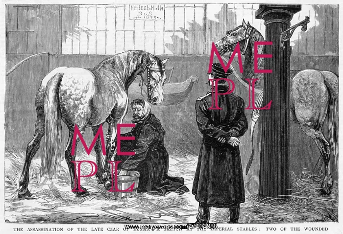 : WOUNDED HORSES : WOUNDED HORSES