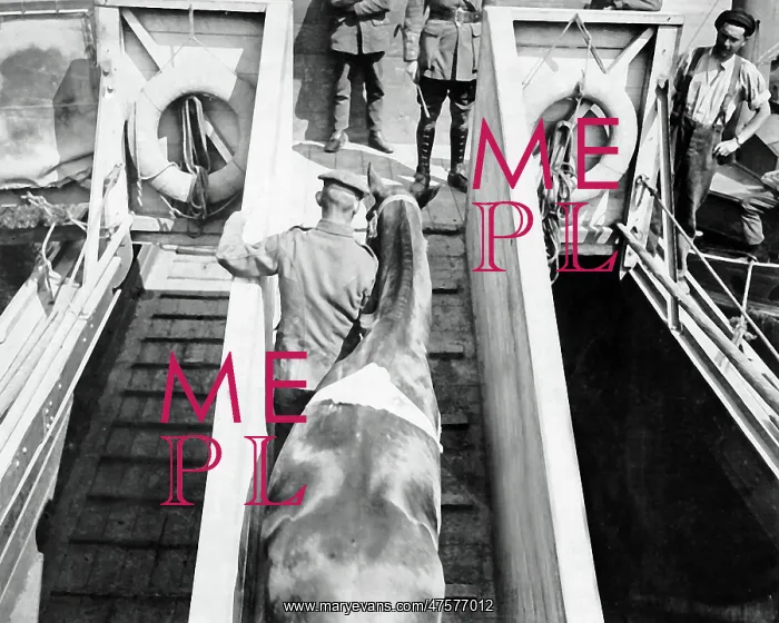 : Wounded war horse led off a barge, Western Front, WW1 : Wounded war horse led off a barge, Western Front, WW1