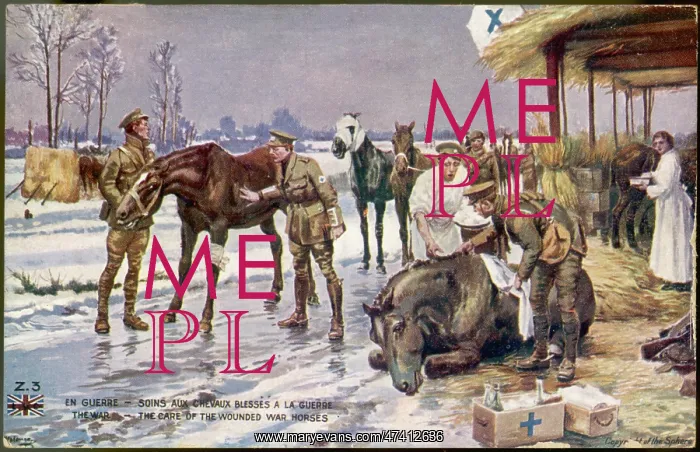 : WOUNDED WAR-HORSES : WOUNDED WAR-HORSES