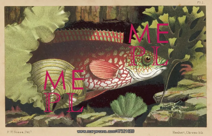  : A WRASSE / 1856