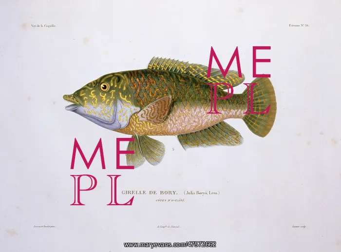 : Wrasse. Plate 36 by Louis-Isidore Duperrey from his Voyage de la Coquille 1822-1825 : Wrasse. Plate 36 by Louis-Isidore Duperrey from his Voyage de la Coquille 1822-1825