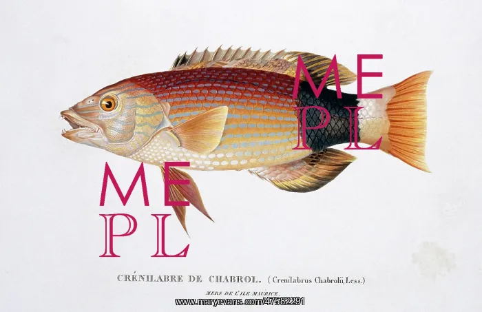 : Wrasse. Plate 38 from by Louis-Isidore Duperrey : Wrasse. Plate 38 from by Louis-Isidore Duperrey